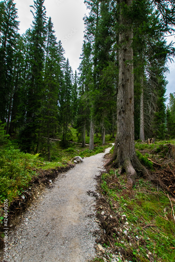 path in the forest (Ehrwald, Tyrol, Austria) path in the forest (Ehrwald, Tyrol, Austria)