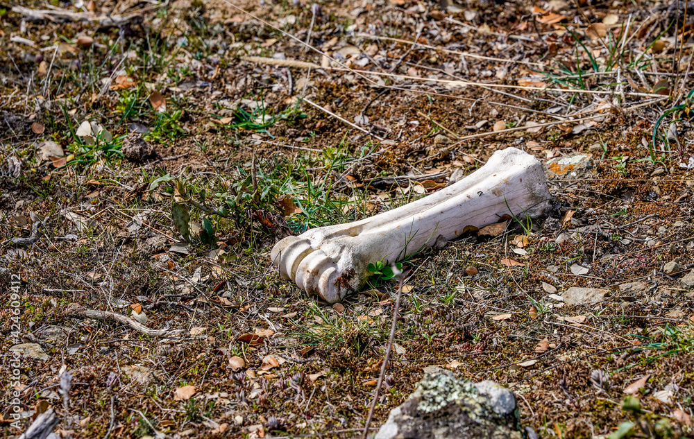 Obraz premium animal bone in the mountain