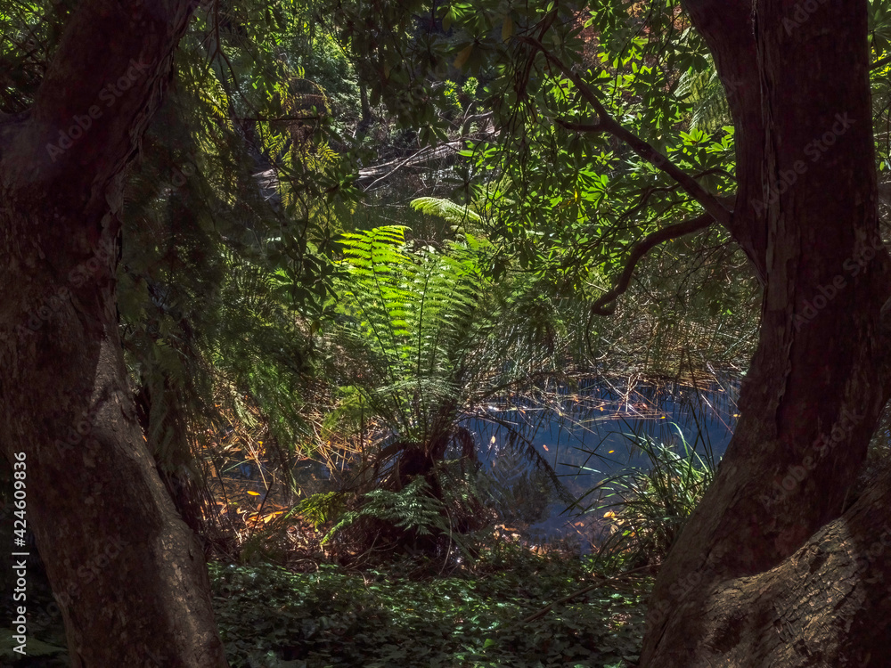  Ferns Through The Trees