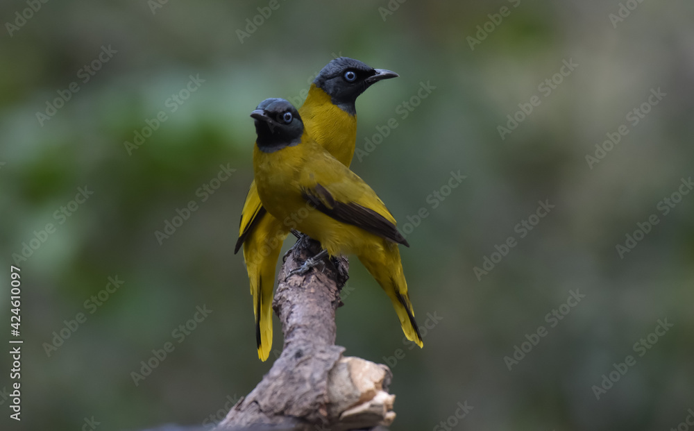 Its head and neck are black, with no crest, blue eyes, upper body and yellowish green breast. The lower body and rump are bright yellow, yellow wings, black wing feathers Its head and neck are black, with no crest, blue eyes, upper body and yellowish green breast. The lower body and rump are bright yellow, yellow wings, black wing feathers
