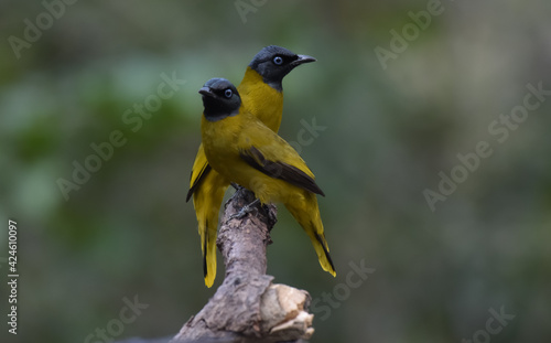 Its head and neck are black, with no crest, blue eyes, upper body and yellowish green breast. The lower body and rump are bright yellow, yellow wings, black wing feathers 