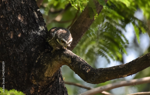 Yellow eyes, wide eyebrows and white face, dark gray face, dark gray head and upper body. Scattered white spots Chest and flanks with dark gray and white stripes.