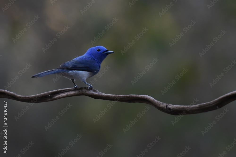 Dark blue wide mouth The occiput has a short crest, set to be a ridge. The top is black, the head of the chest, upper body and tail are dark blue. Dark blue wide mouth The occiput has a short crest, set to be a ridge. The top is black, the head of the chest, upper body and tail are dark blue.