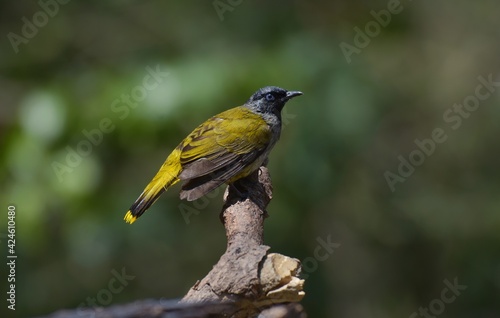 Its head and neck are black, with no crest, blue eyes, upper body and yellowish green breast. The lower body and rump are bright yellow, yellow wings, black wing feathers 