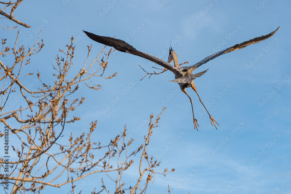 Mississippi River rookery - Great Blue Heron in Flight