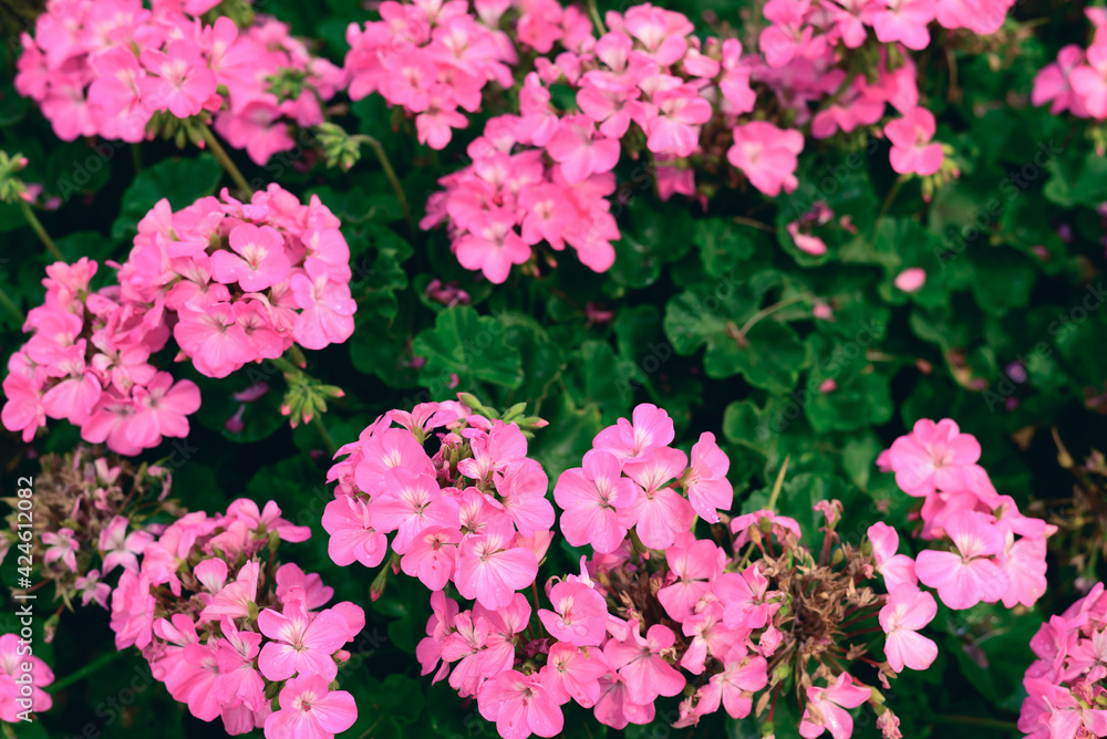 Pink geranium flower blossom in a garden, Spring season Pink geranium flower blossom in a garden, Spring season