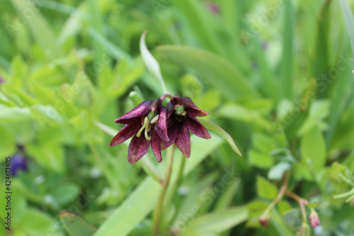 Chocolate lily closeup on the Caines Head Trail in Seward, Alaska photo