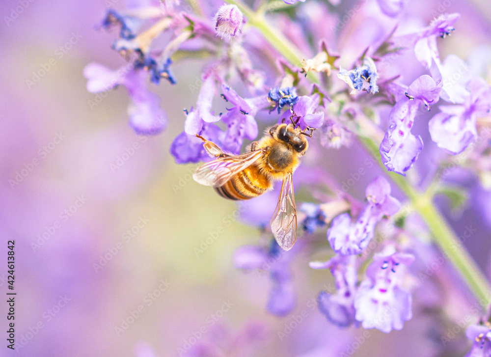 Closeup of a Honey bee ( Apis mellifera) sipping the nectar of the purple flower of Catmint (Nepeta) . Blurred background. Copy space. Closeup of a Honey bee ( Apis mellifera) sipping the nectar of the purple flower of Catmint (Nepeta) . Blurred background. Copy space.