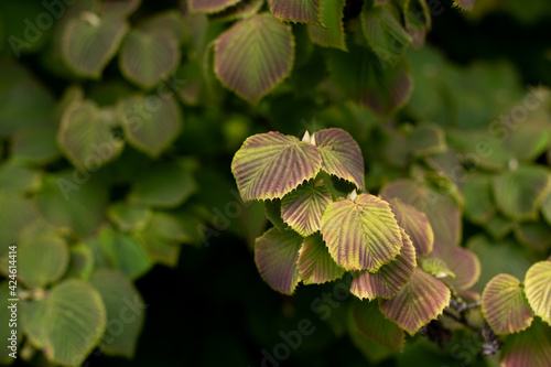Purple and green tree leaves