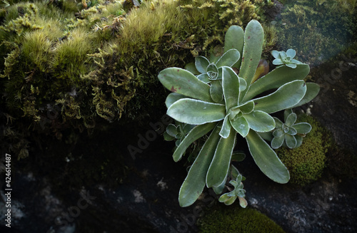 Succulent and moss on rock