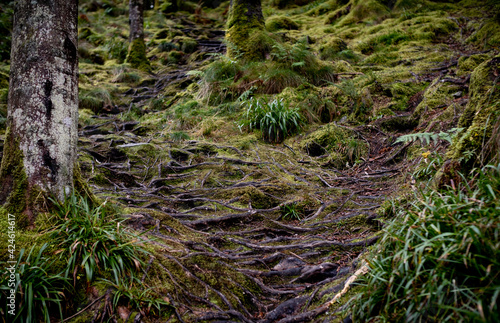 Moss-covered tree roots