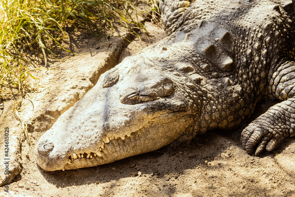 Fototapeta premium Cocodrilo