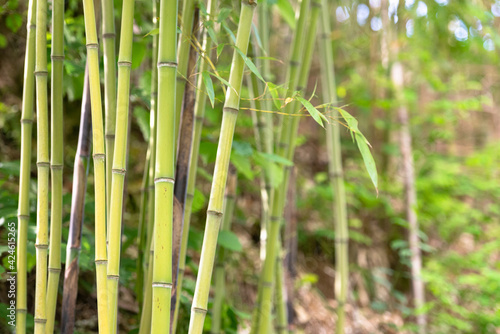Bamboo in the mountains of Italy. Young bamboo grows on the slopes of mountains in Tuscany.