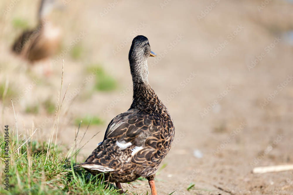 wild ducks in nature in summer or spring wild ducks in nature in summer or spring
