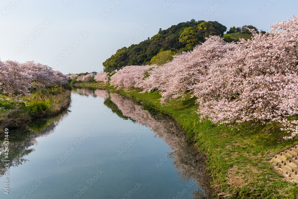 勝間田川の川岸に咲き誇る桜