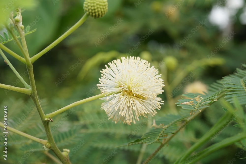 acacia flower in nature garden acacia flower in nature garden