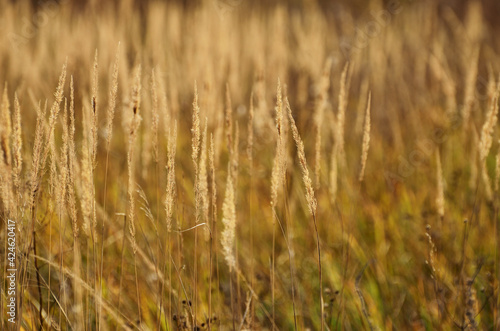 Golden spikes of meadow grass close-up  rhythms of autumn  autumn close-up  photo of horizontal orientation with copy space. High quality photo
