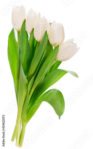 white tulips isolated on the white background