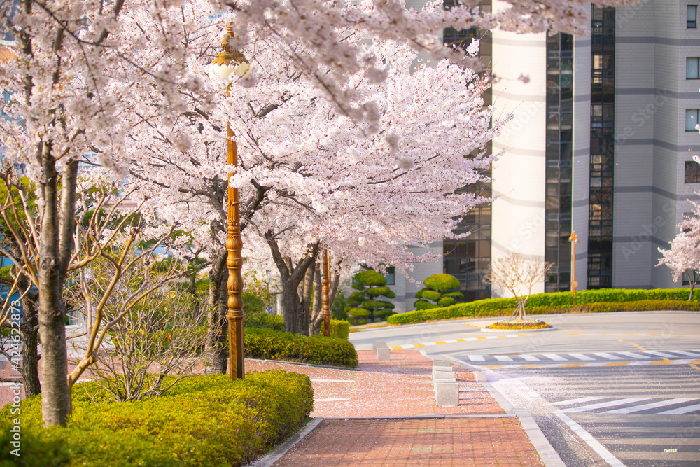 Naklejka premium 봄 풍경 과 벚꽃 거리 spring, Cherry Blossom