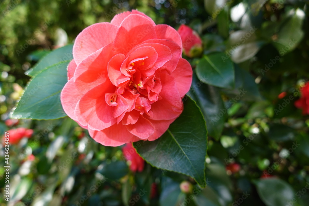 Camellia japonica(Japanese Camellia) is the predominant species of the genus and counts over 30 000 cultivars in a wide array of flower forms and colors. Camellia japonica(Japanese Camellia) is the predominant species of the genus and counts over 30 000 cultivars in a wide array of flower forms and colors.