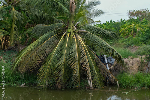 View of the Coconut on palm tree trunk or coconut tree with coconut balls and groove canal in a plantation. economic traditional plant from Thailand. Nature background. No focus, specifically.
