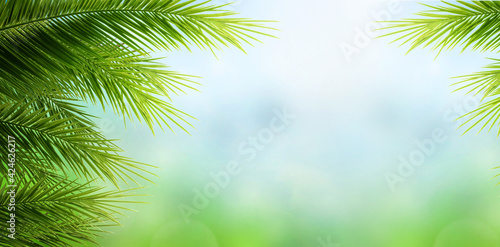 World Environment Day concept: Palm Tree Leaves  on blue sky background photo
