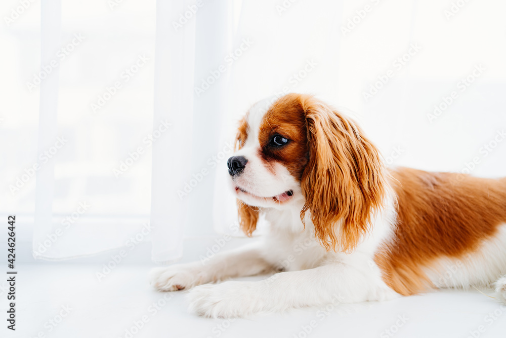 Cavalier King Charles Spaniel - a breed of companion dogs on the windowsill.
