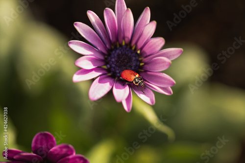 ladybug on flower 