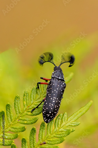 The male Feather-horned Beetle (Rhipicera femorata) has large antennae which are used to locate a female beetle when she is emitting a mating pheromone.