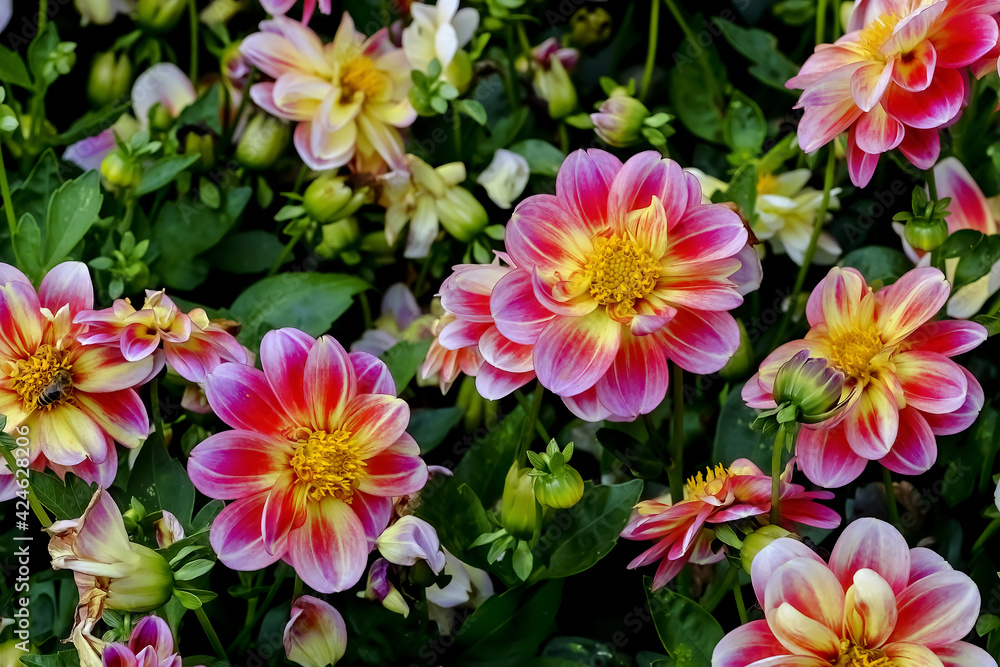 Flower of the dahlia Flower of the dahlia