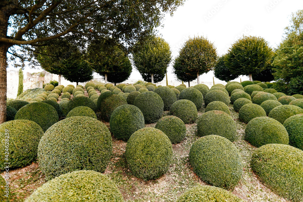 Landscaped garden with boxwood balls near in France. Green spheres Landscaped garden with boxwood balls near in France. Green spheres