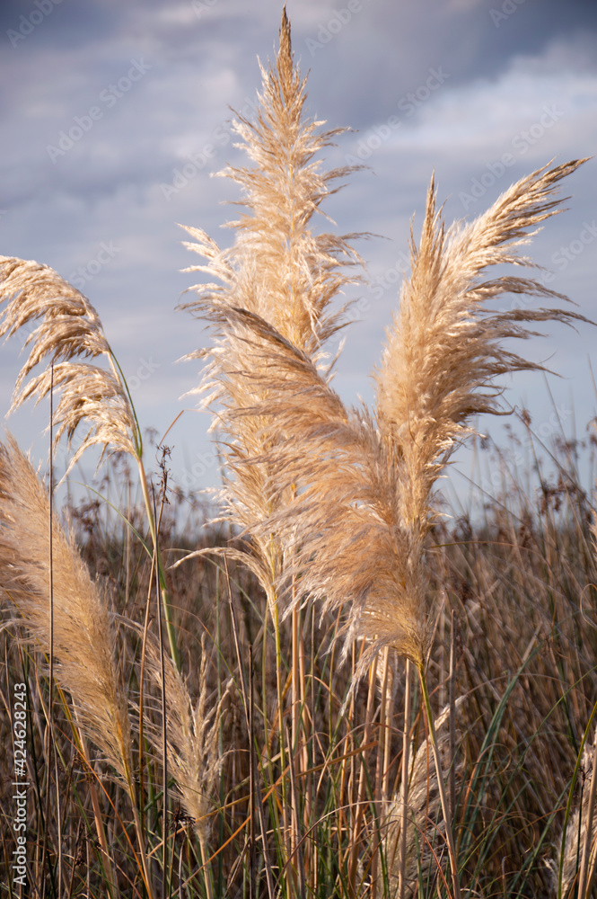 Pampa grass with cloudy sky