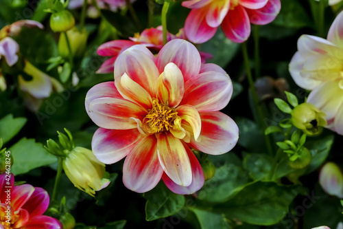 Flower of the dahlia 