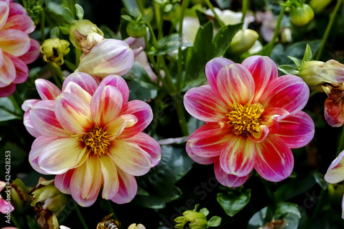 Flower of the dahlia 