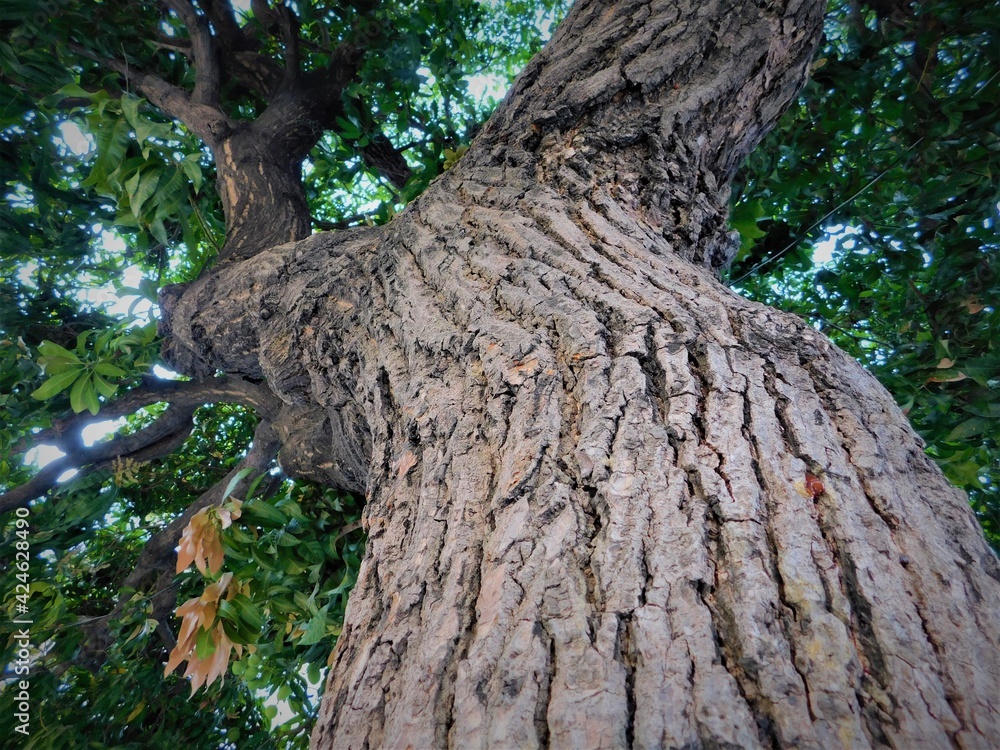 Obraz premium The bark of a large tree