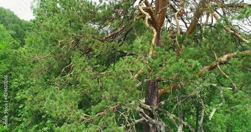 Old beautiful ancient pine in dense forest in wild landscape. Aerial drone open shot at summer sunny day