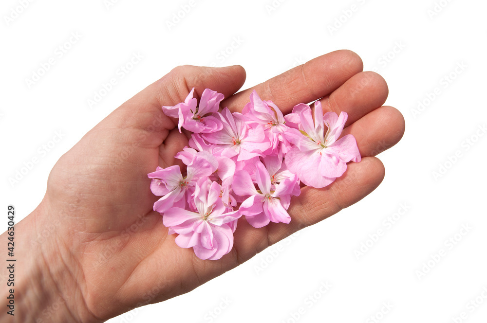 pink flowers in the palm of your hand close-up on a white background isolated.
