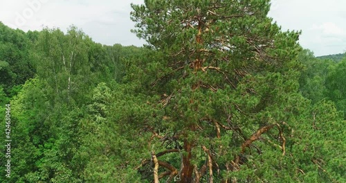 Old beautiful ancient pine in dense forest in wild landscape. Aerial drone open shot at summer sunny day