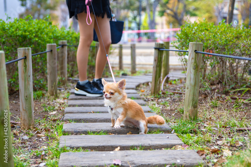 Fotografía 散歩中に立ち止まる犬　/　散歩を嫌がる犬