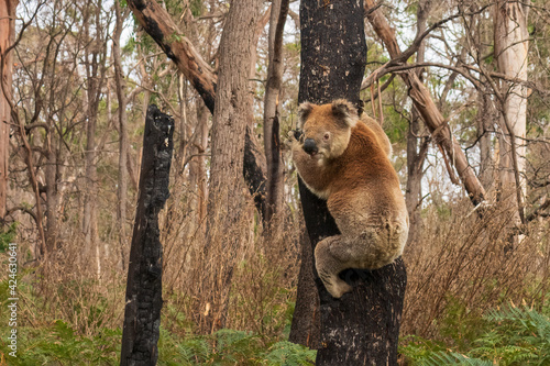 Foto An arboreal herbivorous marsupial native to Australia known as a Koala (Phascolarctos cinereus)