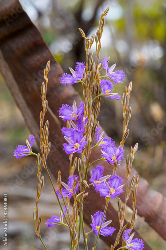 The flower of the Australian arid zone herb known as the Mallee Fringe-lily (Thysanotus baureri). photo