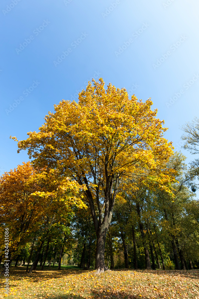Naklejka premium maple foliage in the autumn season