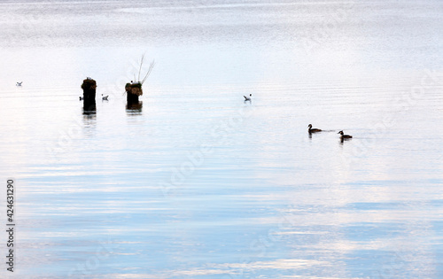 the surface of the lake with trunks from old trees