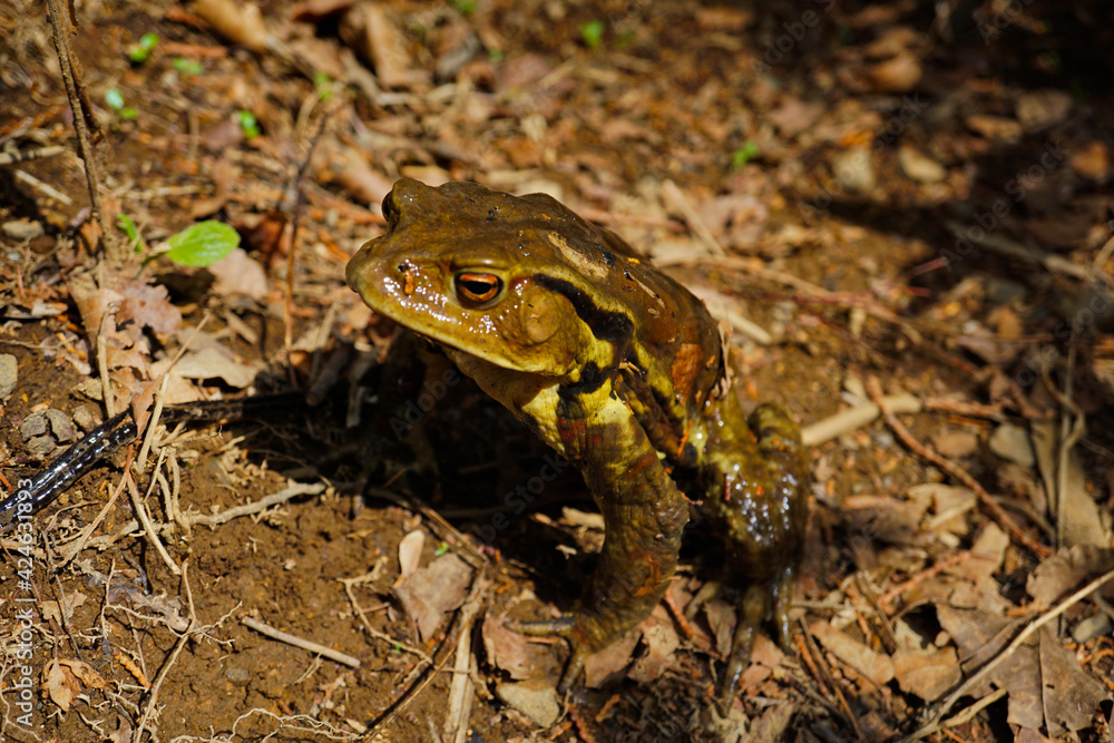 Fototapeta premium アズマヒキガエル