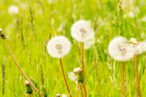 White dandelions among the grass. Taraxacum officinale