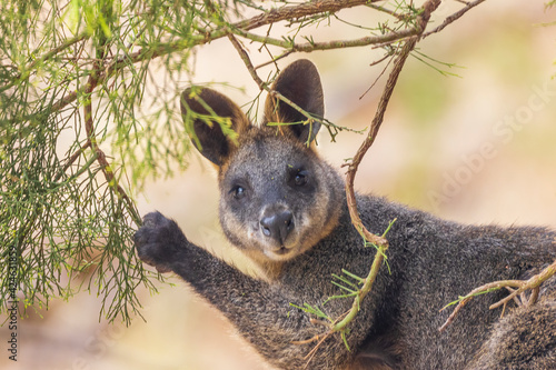 Swamp Wallaby (Wallabia bicolor). A unique Australian macropod with a dark black-grey coat with a distinctive light-coloured cheek stripe. photo