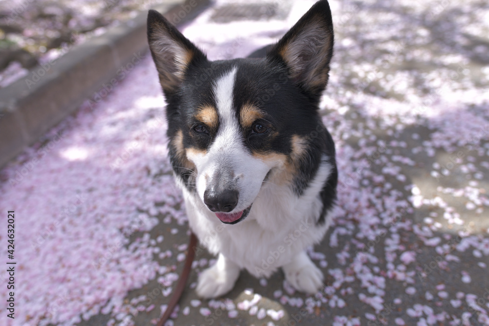 Pink cherry blossom petals and black corgi dog