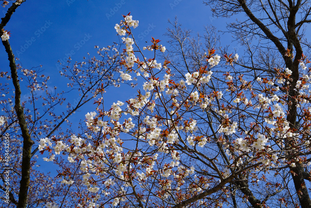 山桜と青空