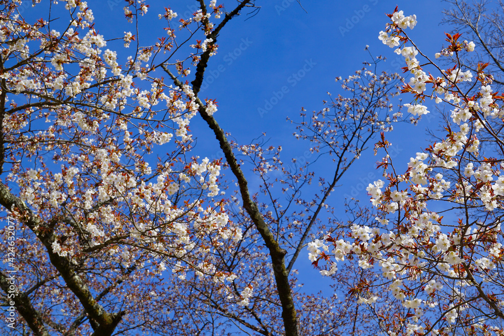 山桜と青空