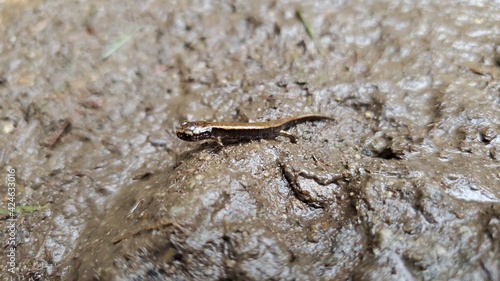 Baby salamander in the dirt